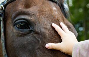 Equoterapia